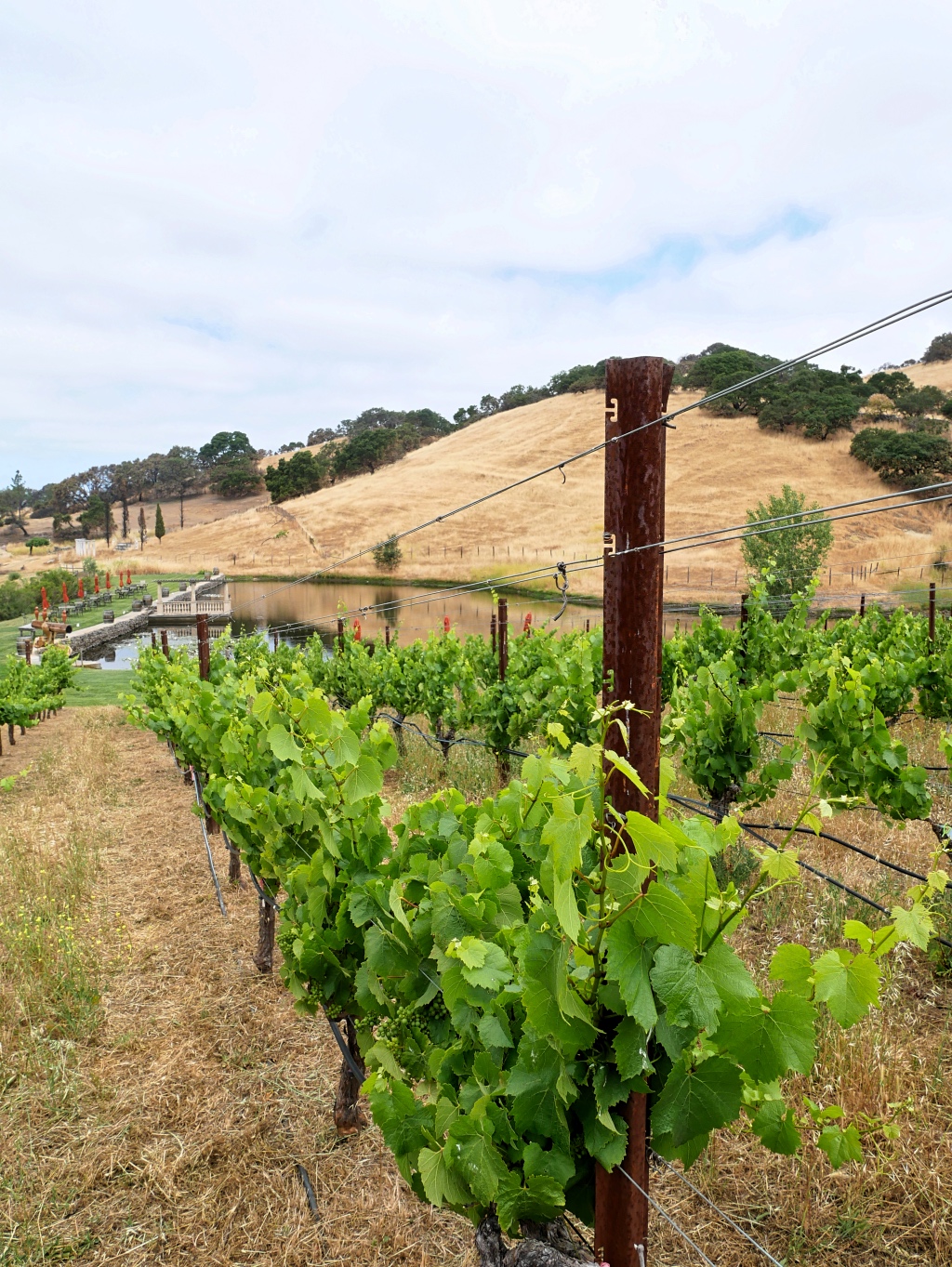 The Vines at the Nicholson Ranch